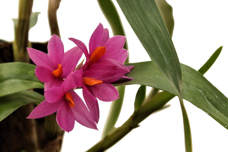 Dendrobium Hibiki (aufgebunden)