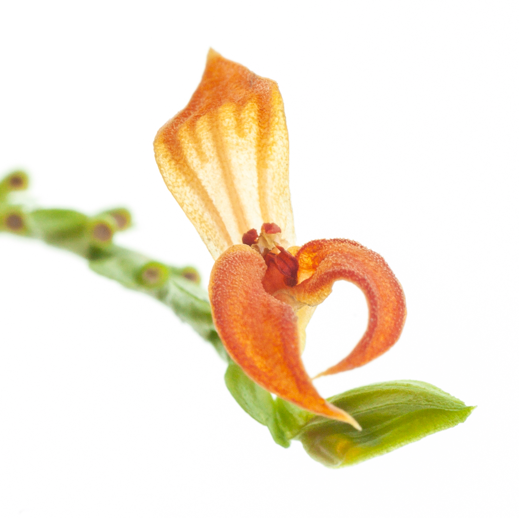 Pleurothallis  endotrachys  aufgebunden/mounted