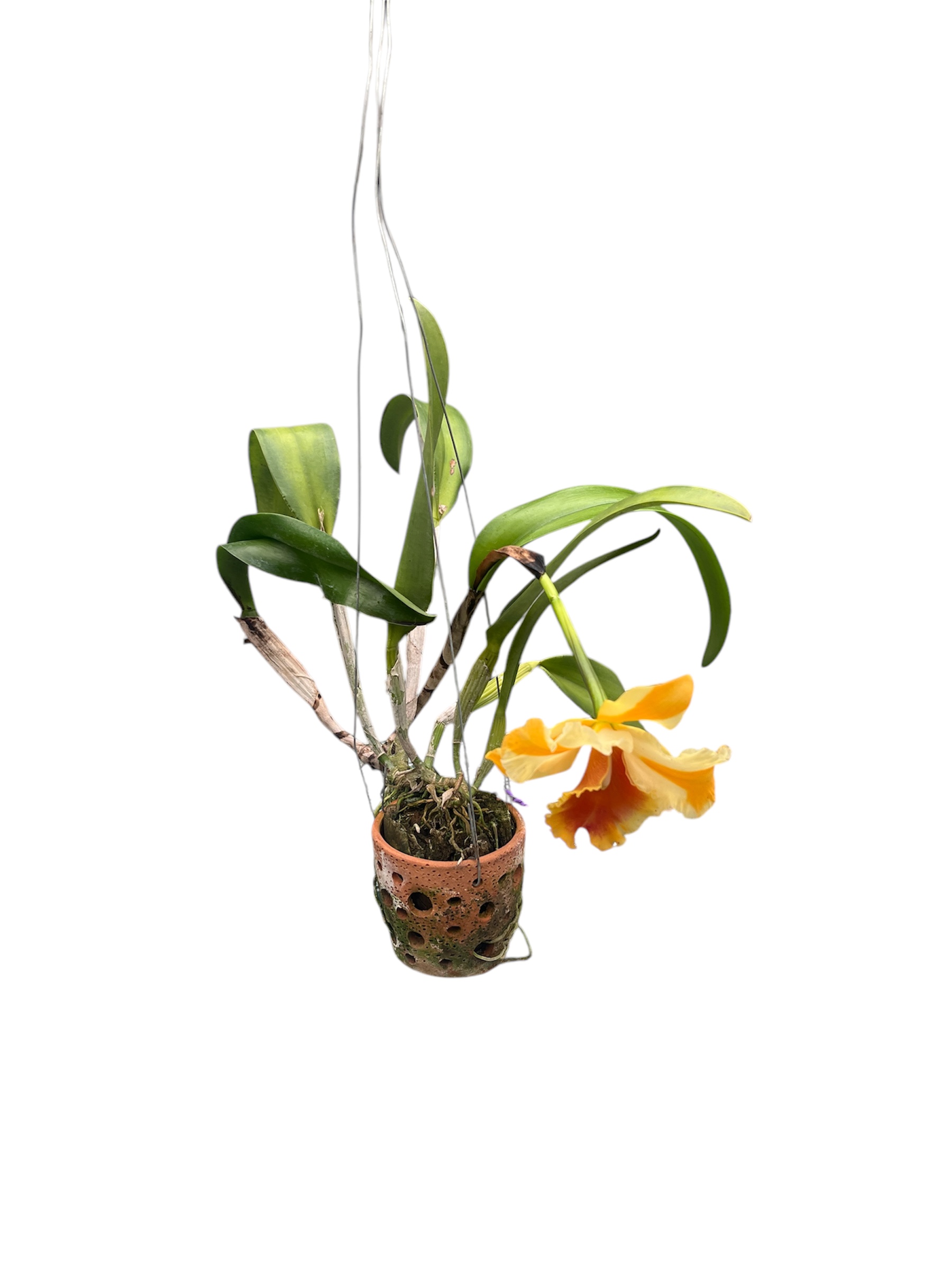 Cattleya Amazing Thailand