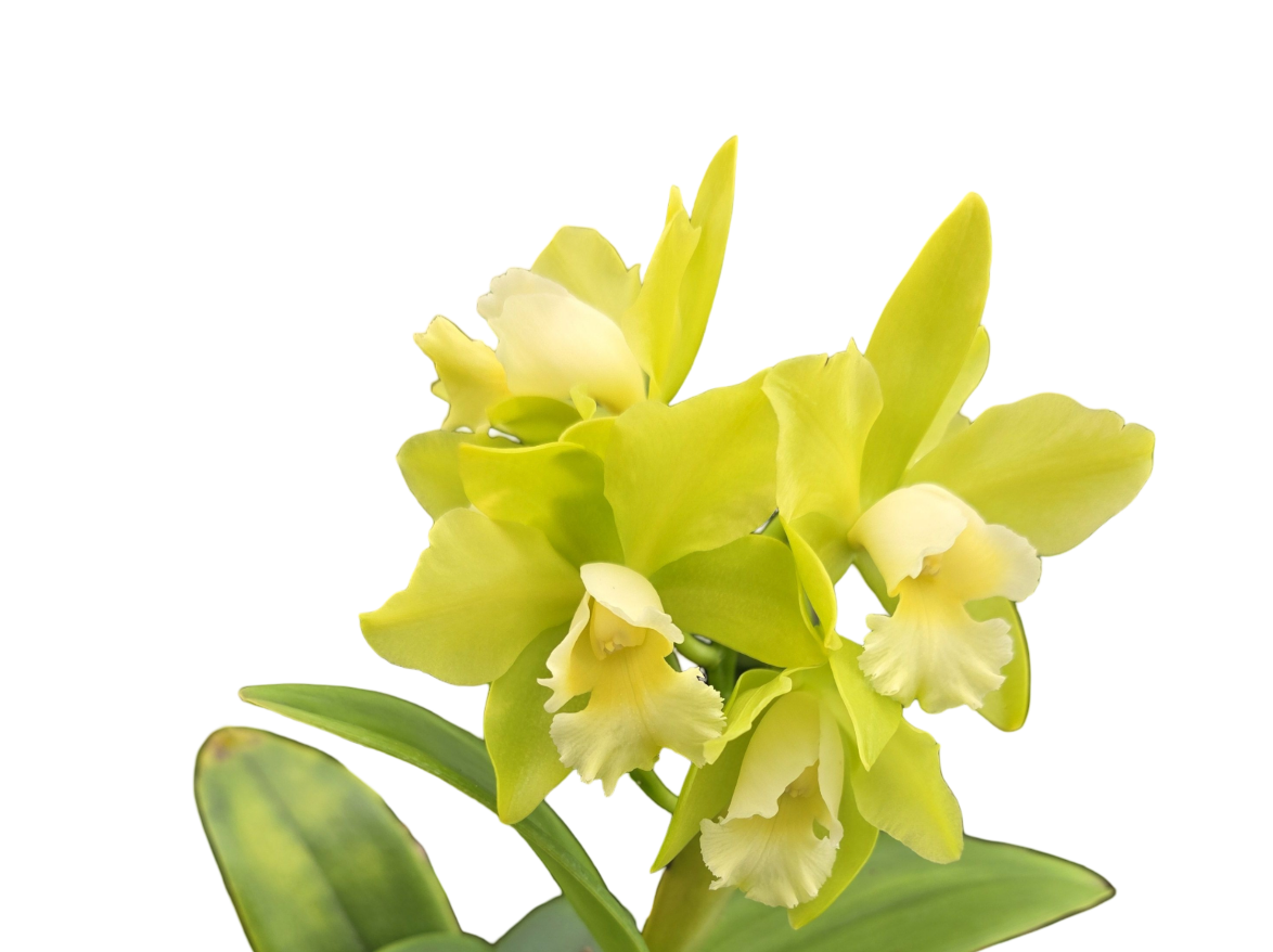 Cattleya Hawaiian Passion 'Green Angel'