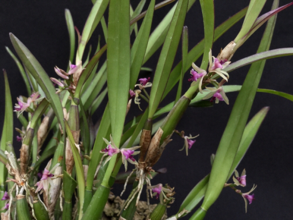 Scaphyglottis amethystina