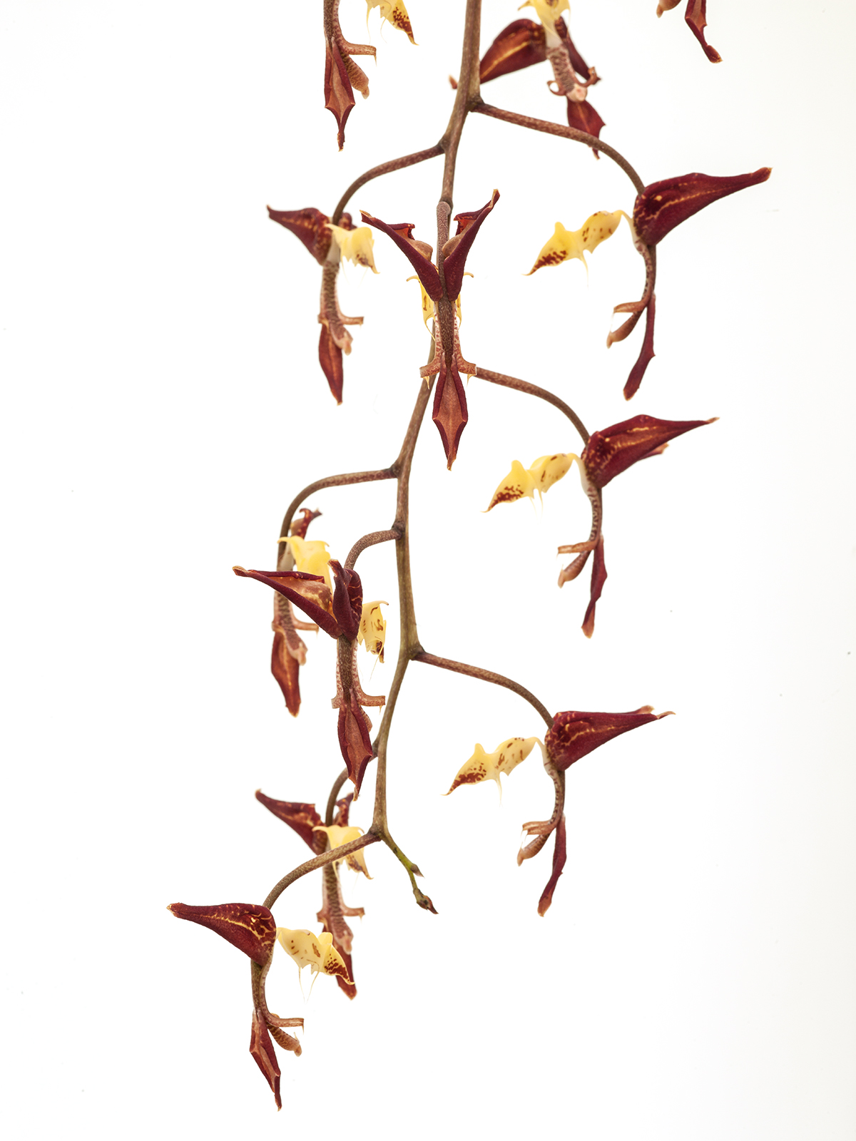 Gongora maculata