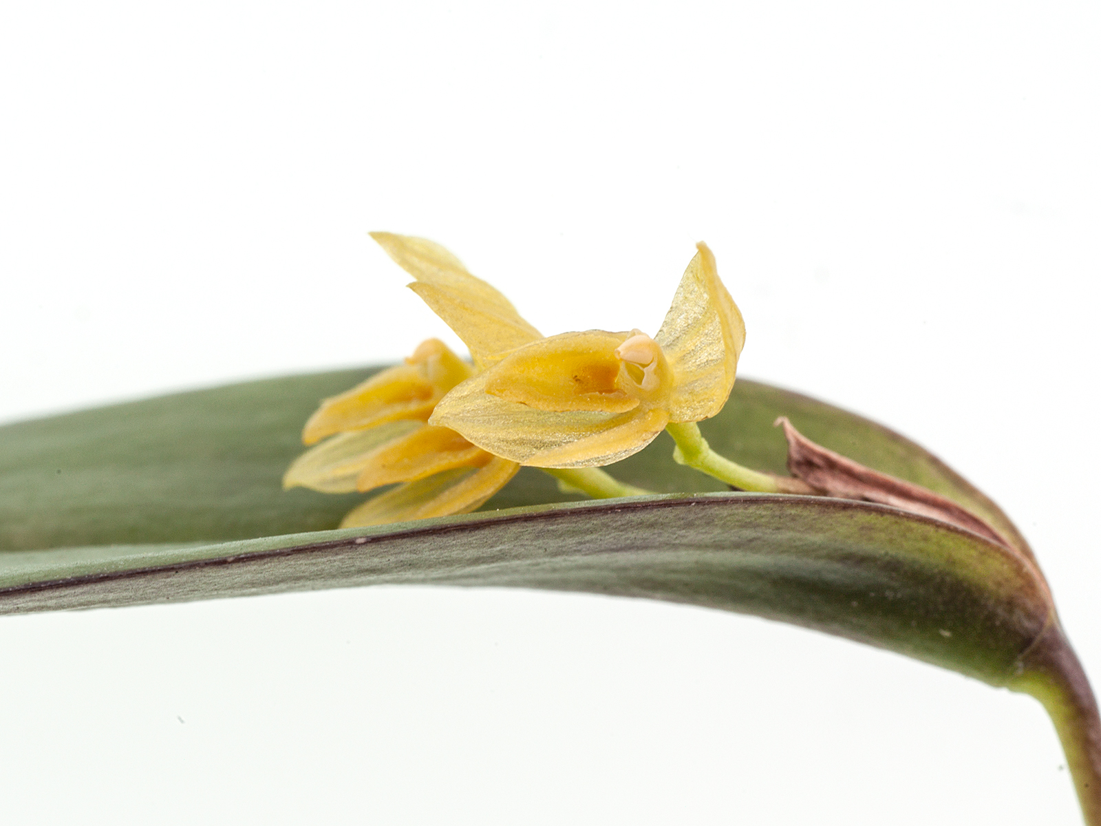 Pleurothallis isthmica