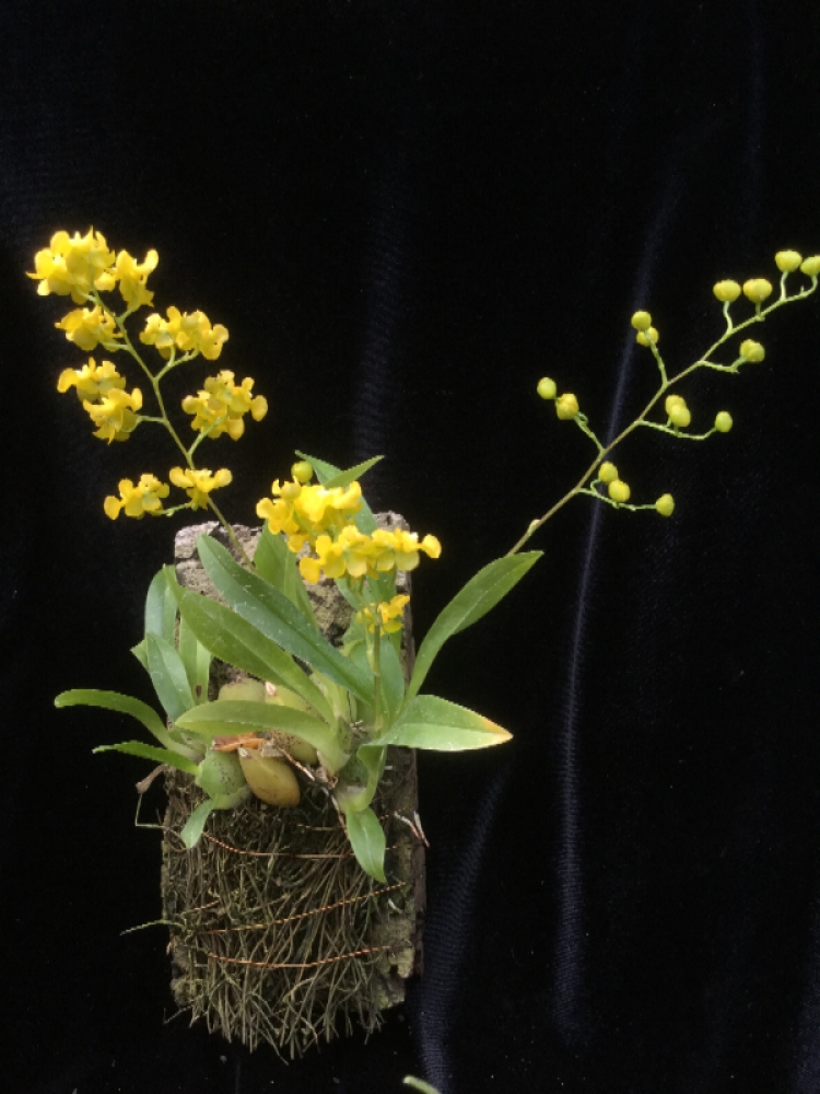 Oncidium cheirophorum (aufgebunden)