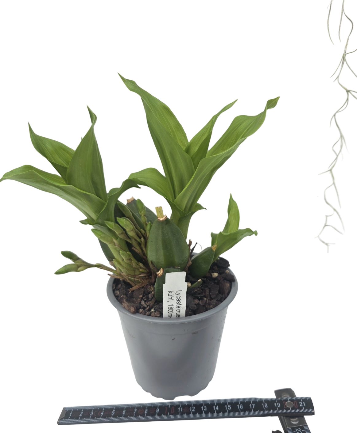 Lycaste cruenta