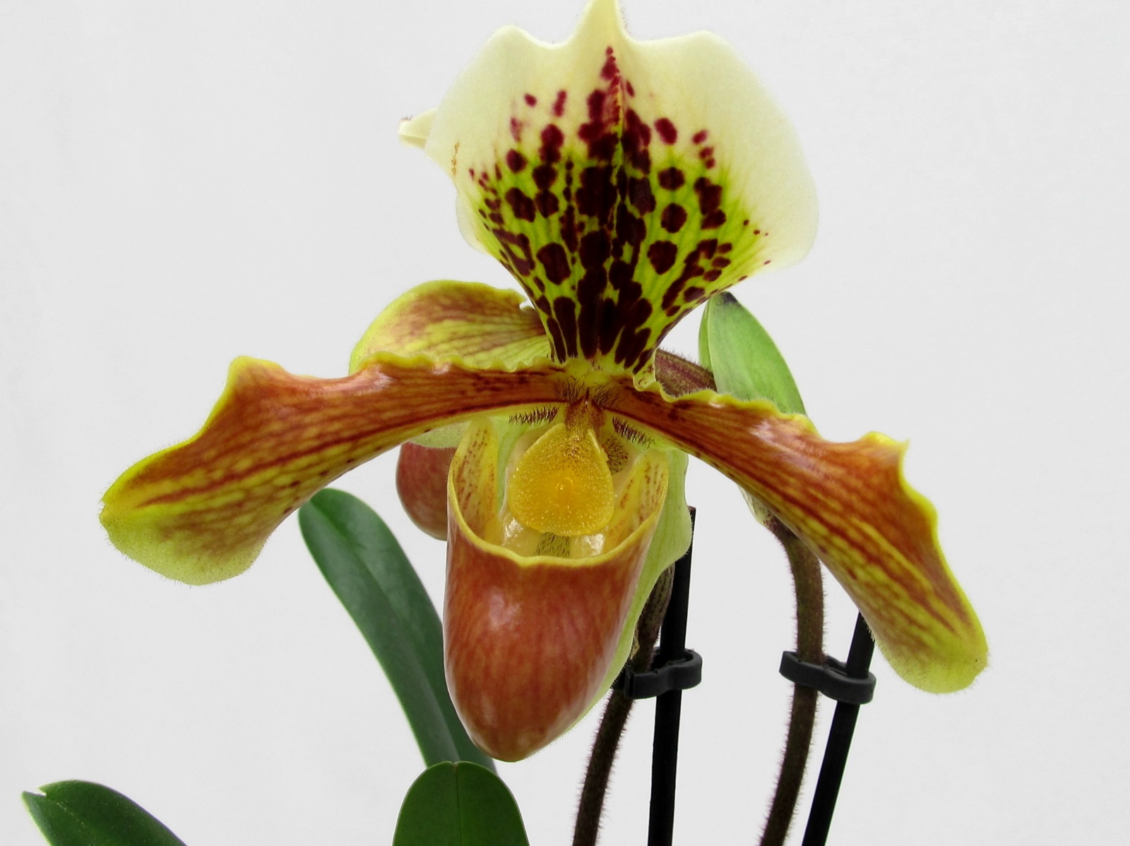 Paphiopedilum complex-Hybr.