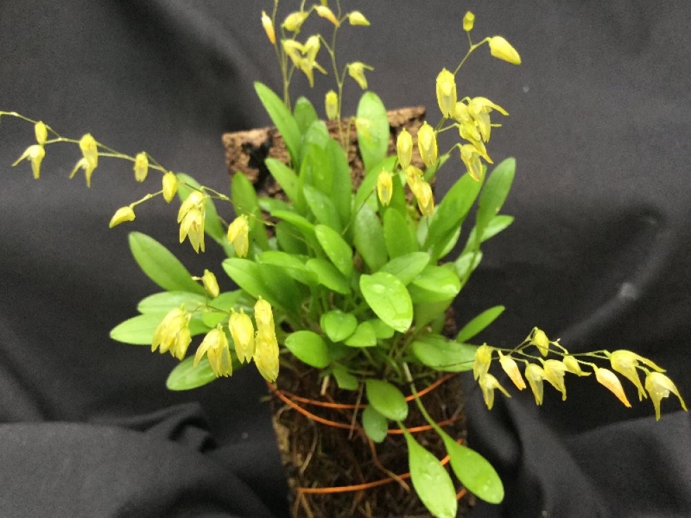 Pleurothallis grobyi subsp. cloroleuca