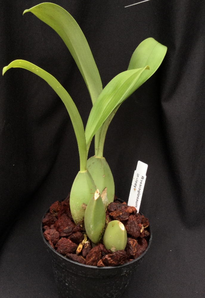 Rossioglossum insleayi