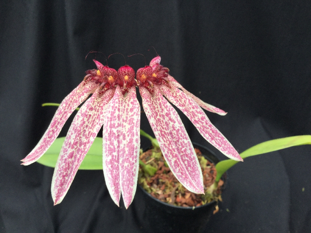 Bulbophyllum longiflorum