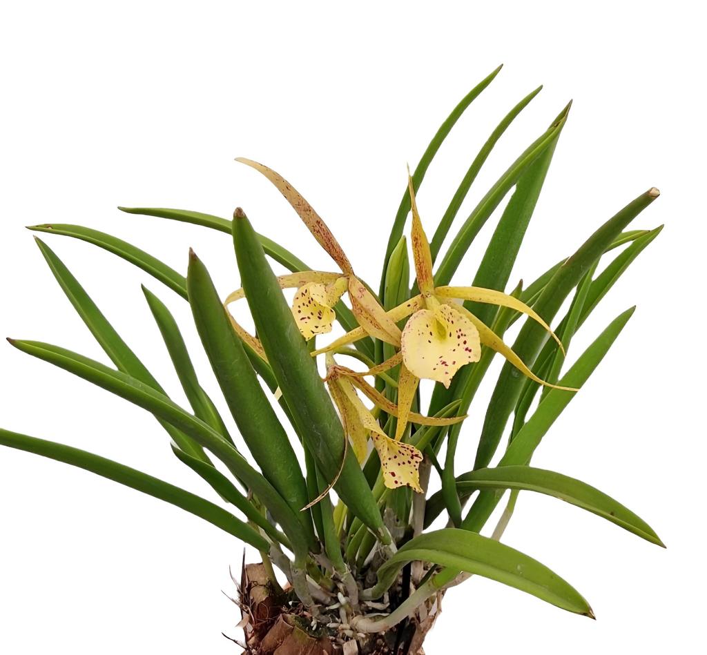 Cattleya Yellow Bird