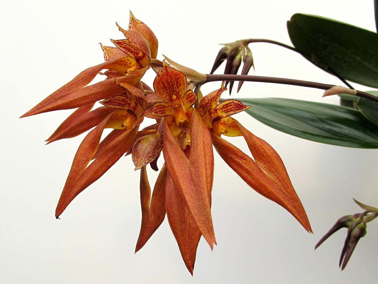 Bulbophyllum phalaenopsis x longibrachiatum