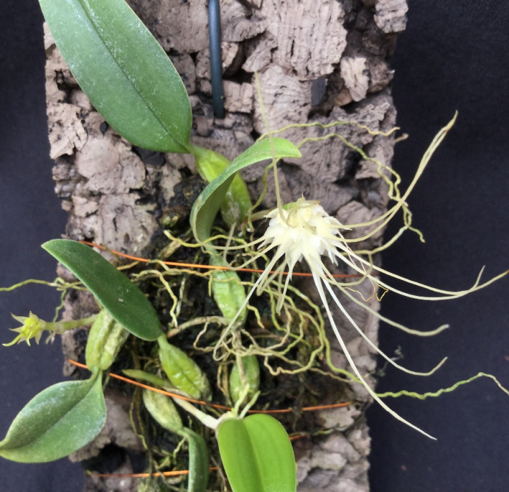 Bulbophyllum caudatum