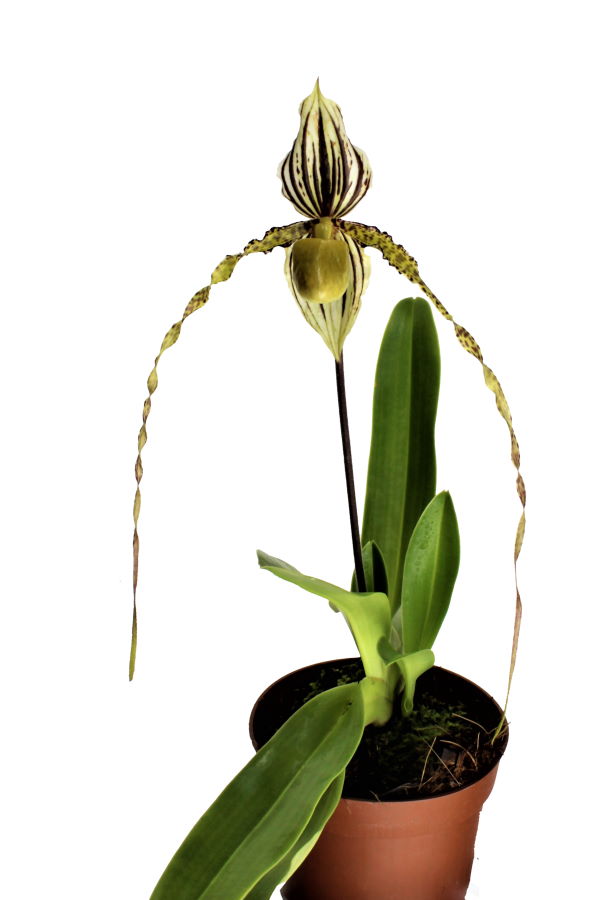 Paphiopedilum Kemp Tower x St.Swithin 