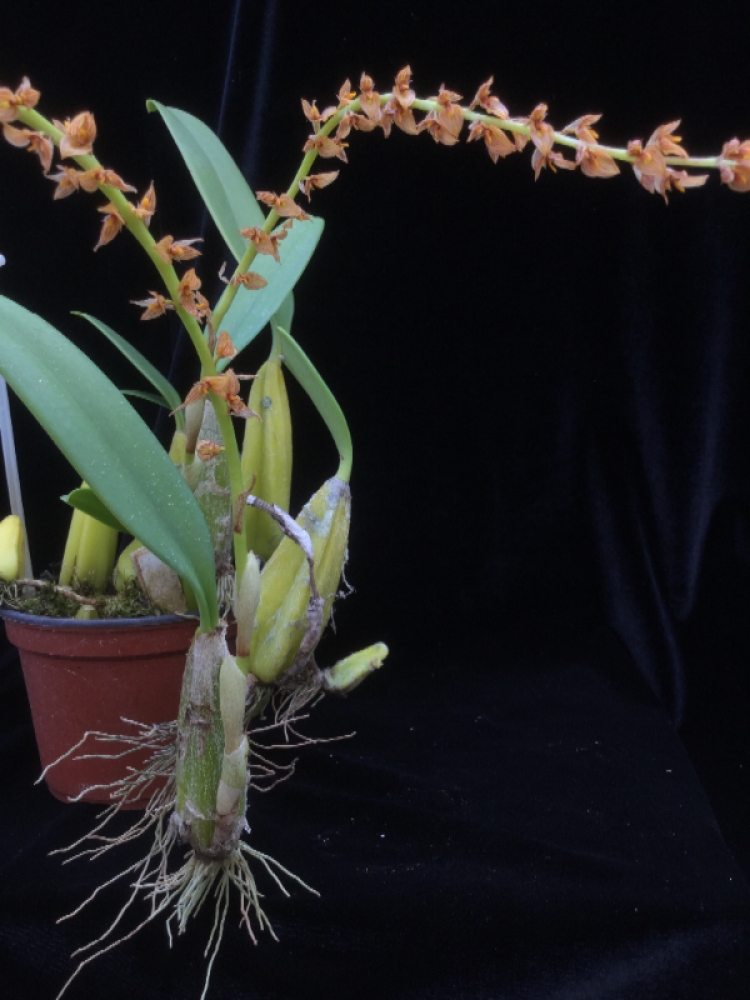 Bulbophyllum macrocoleum