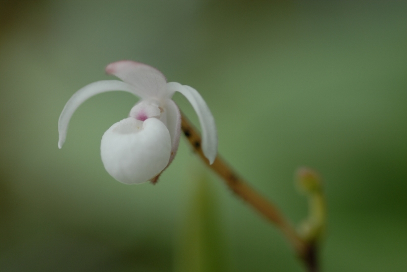 Mexipedium xerophyticum