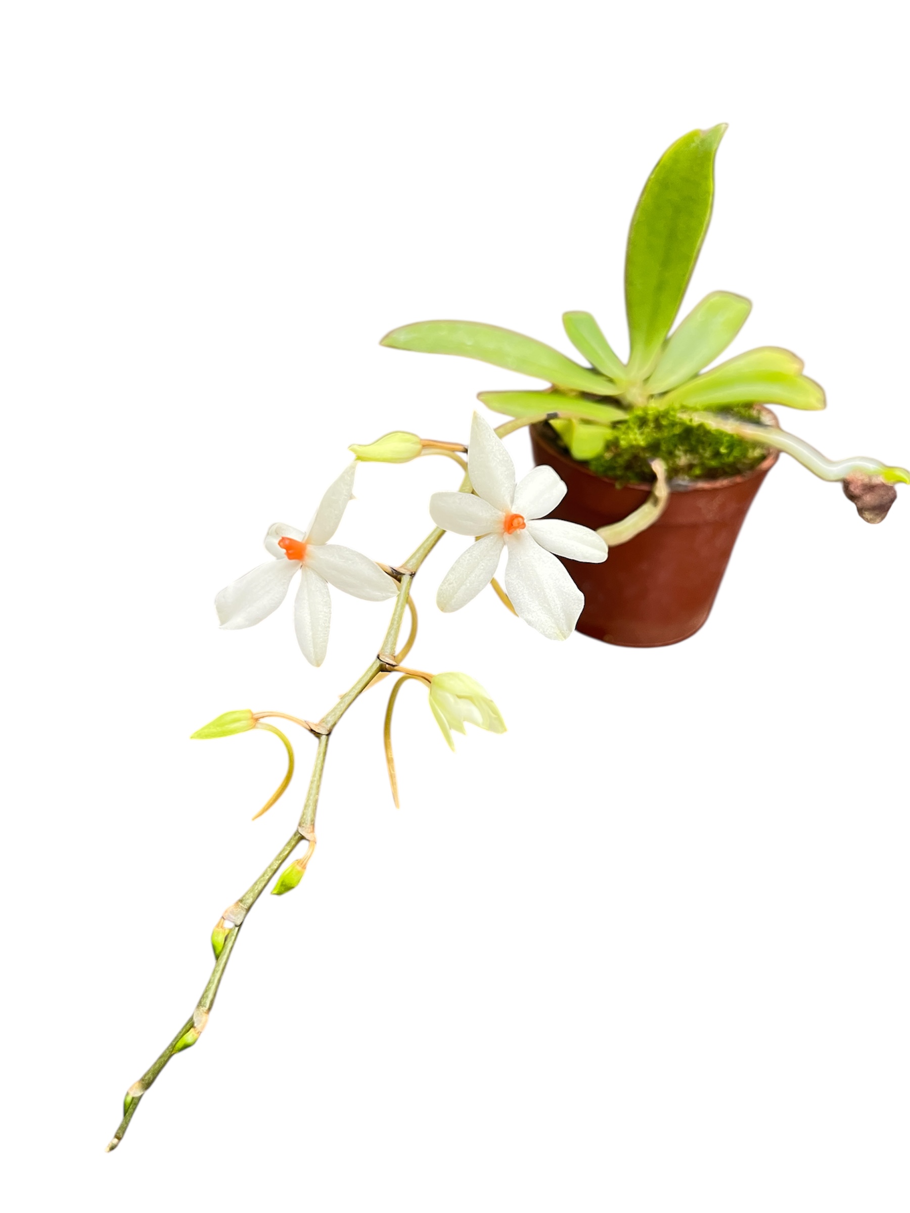 Aerangis mystacidii x rhodosticta