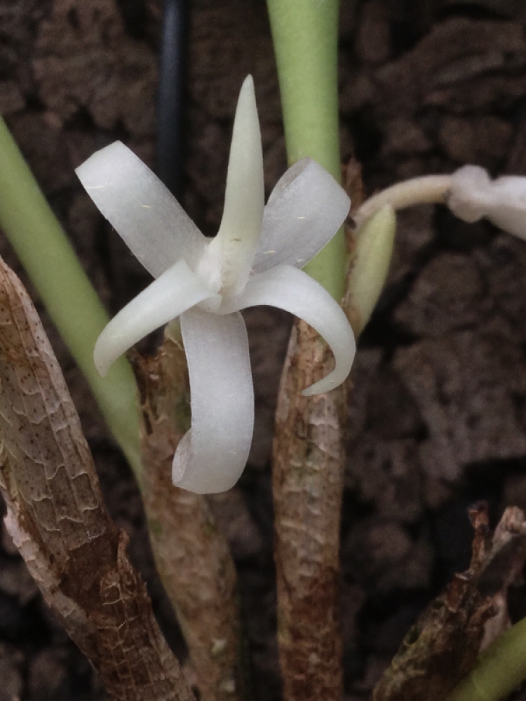 Ceratostylis radiata