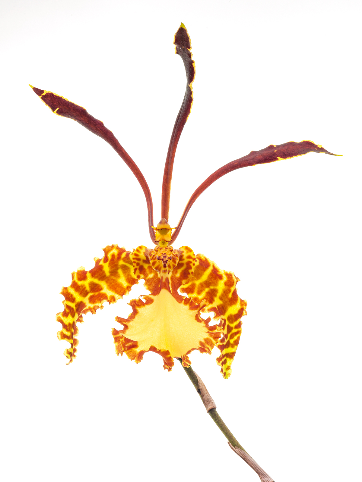 Psychopsis Mariposa 'GV'