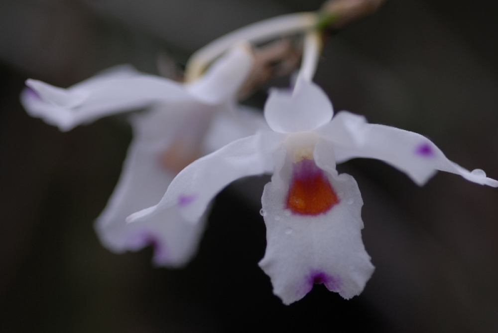 Dendrobium adae