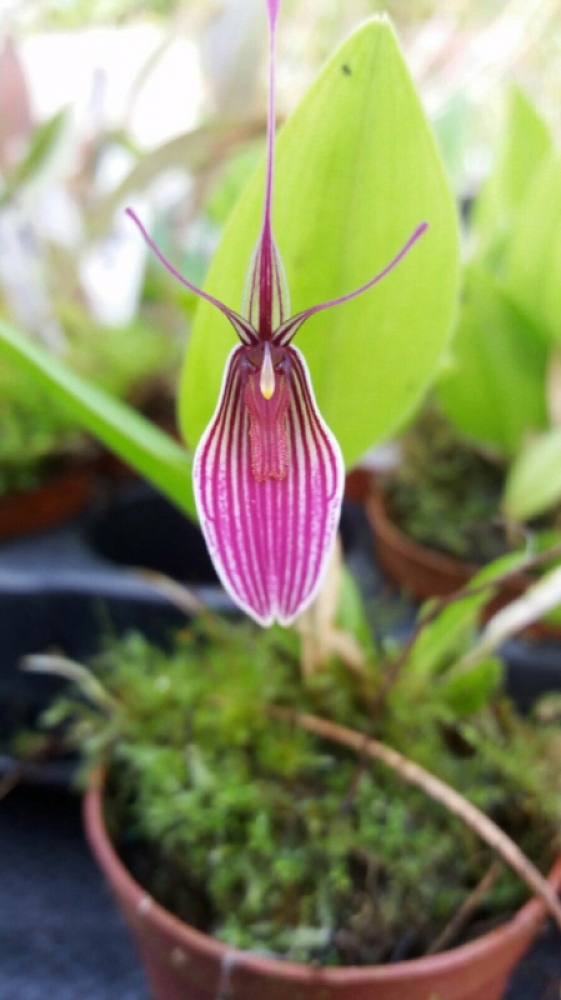 Restrepia purpurea