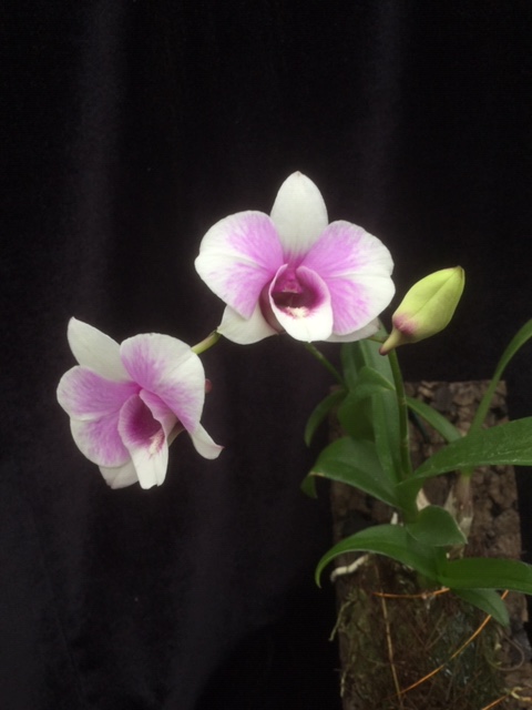 Dendrobium Jairak weiss geflammt