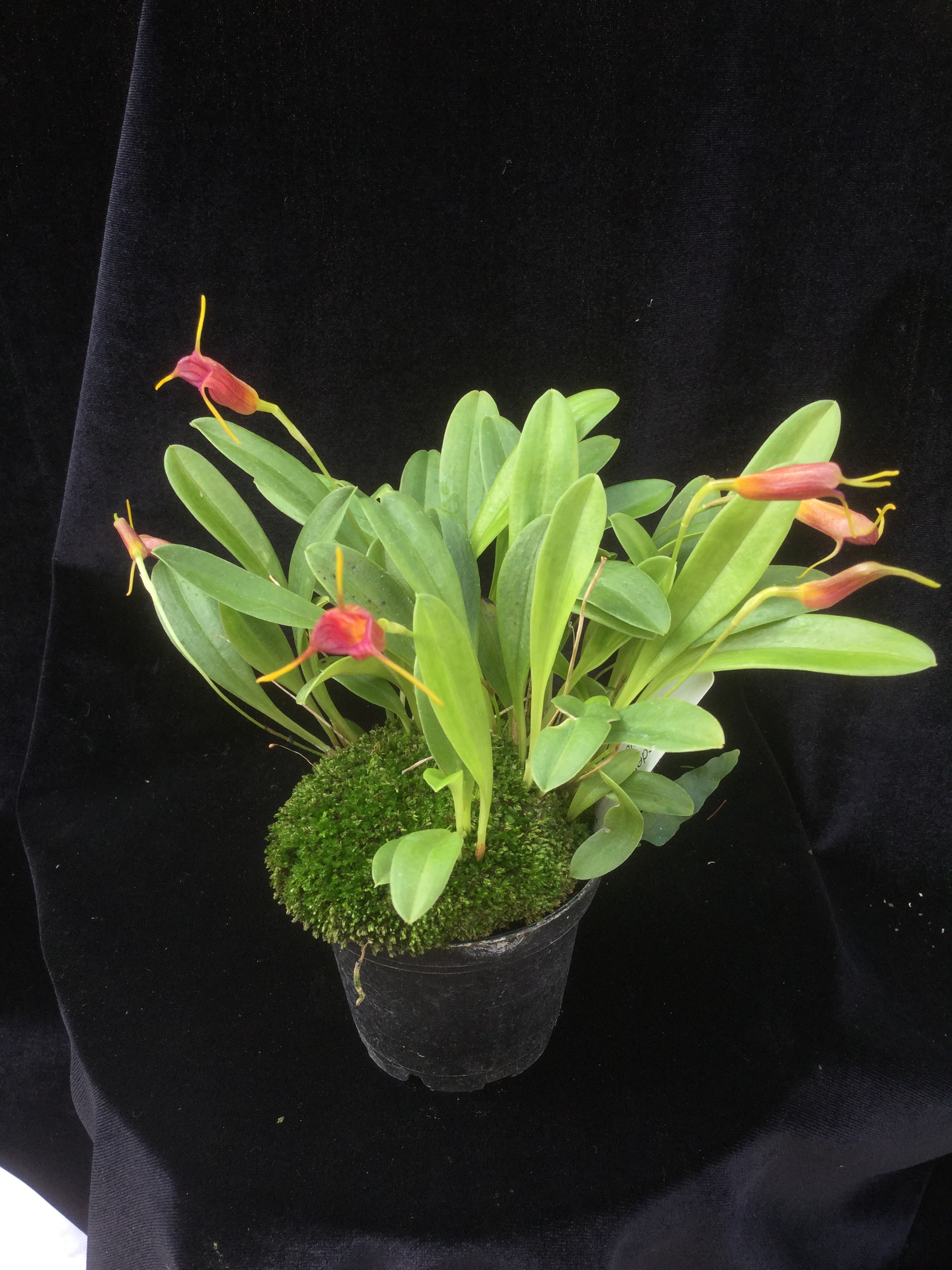 Masdevallia x mystica