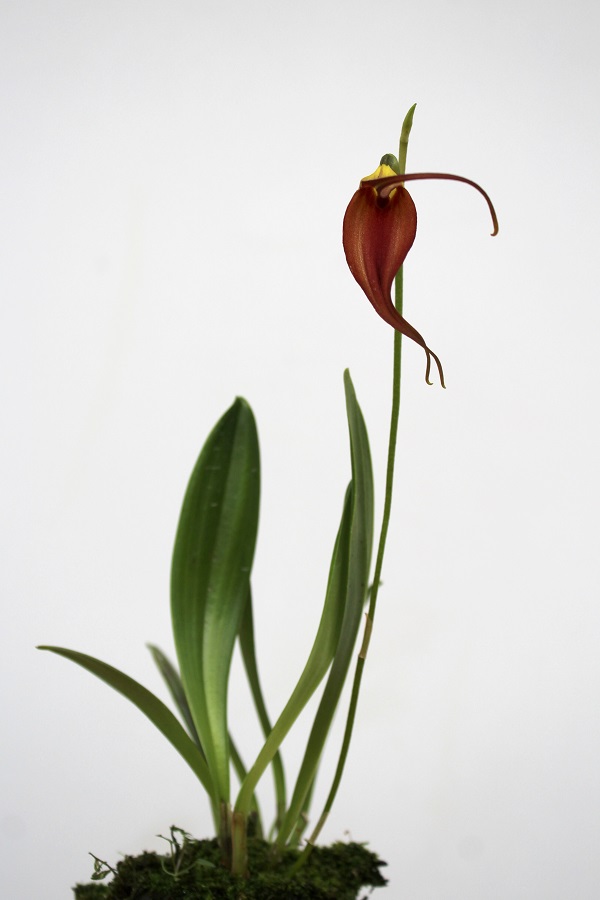 Masdevallia melanoxantha