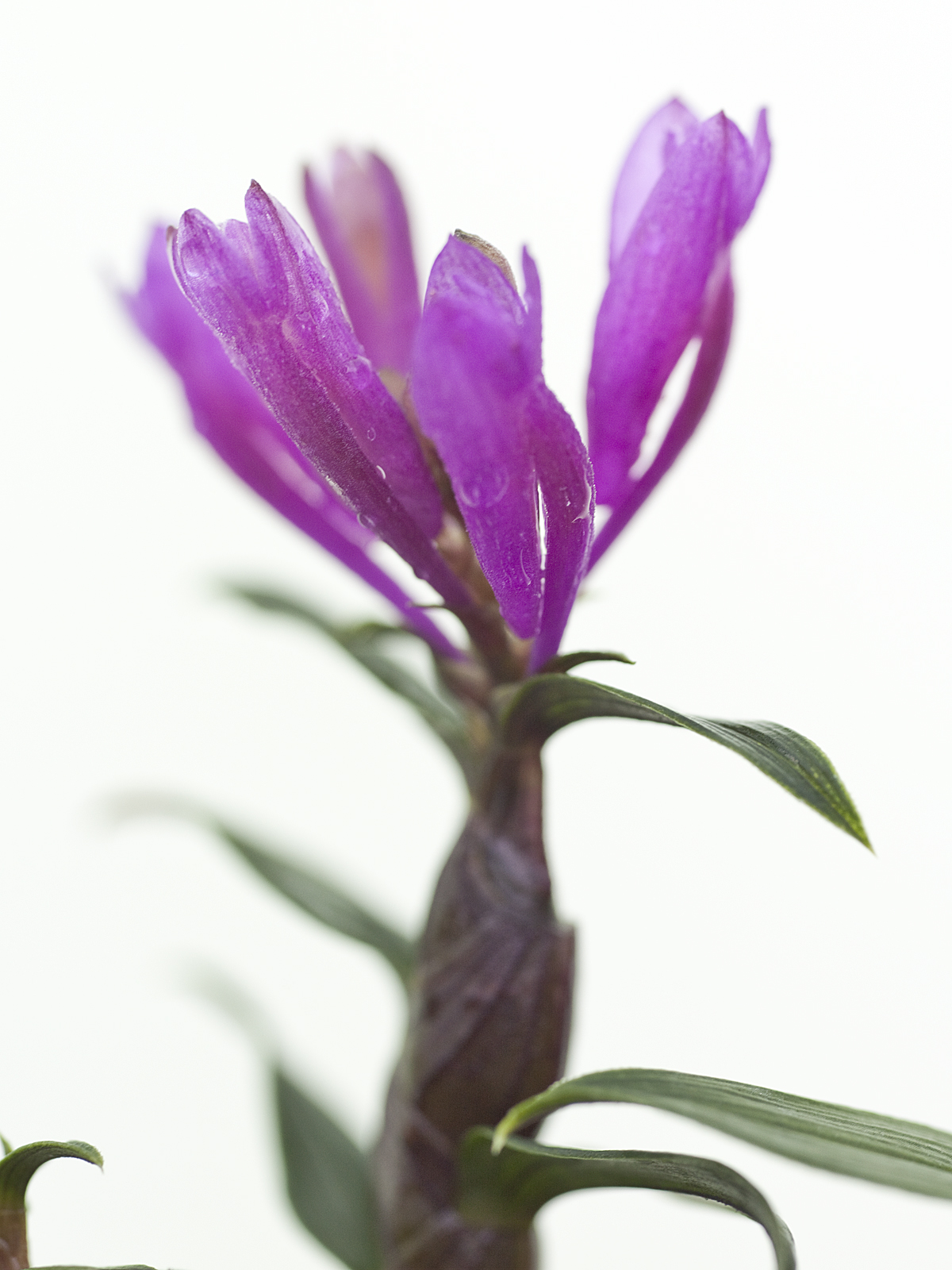 Dendrobium limpidum (potted)