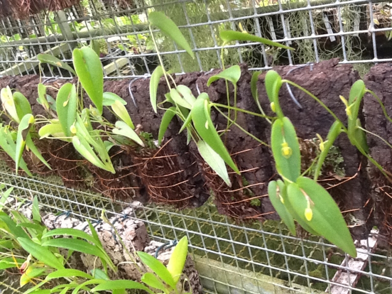 Pleurothallis cordifolia