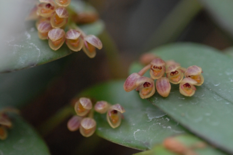 Pleurothallis canaligera