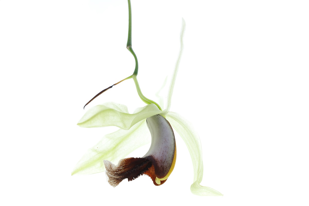 Coelogyne speciosa x usitana