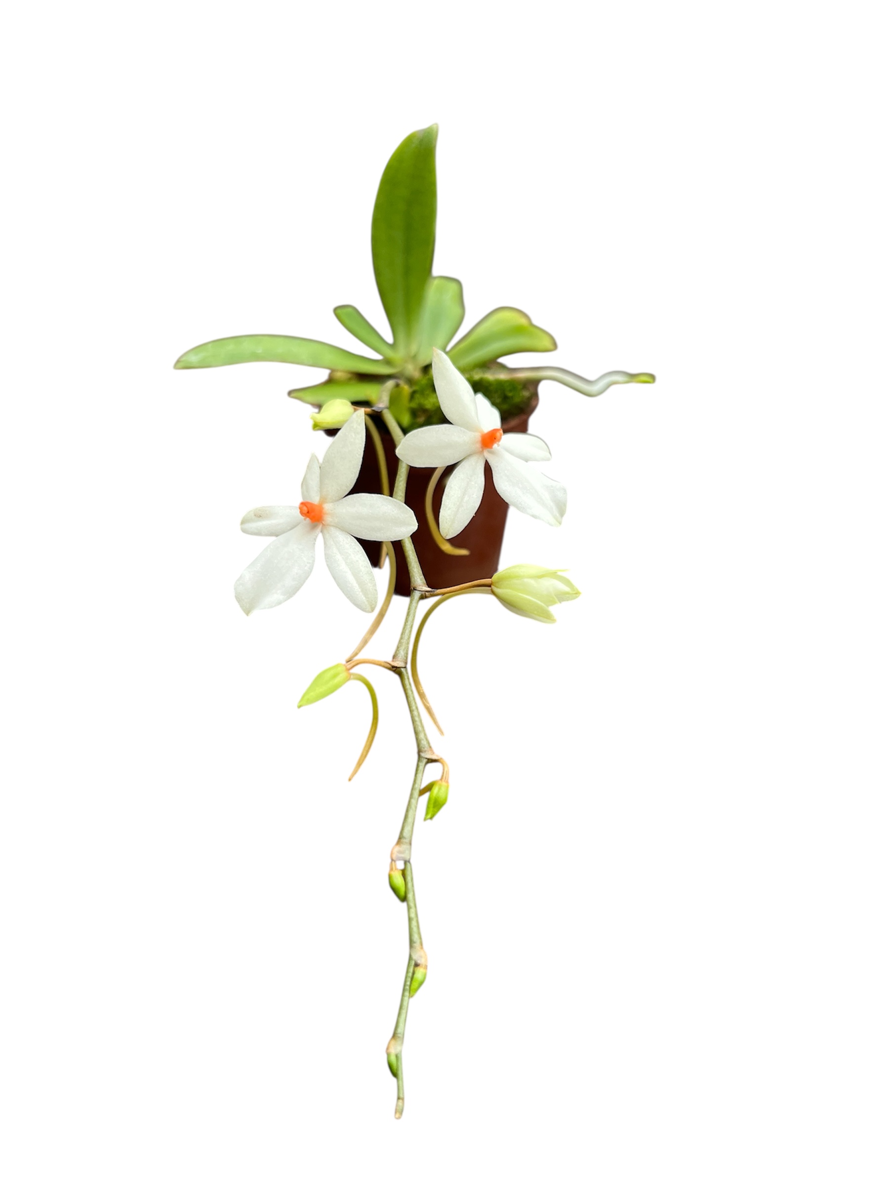 Aerangis mystacidii x rhodosticta