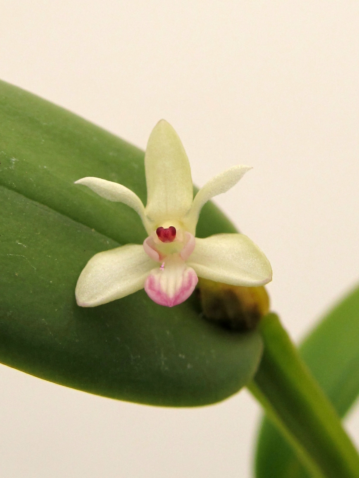 Cadetia pomatophylla