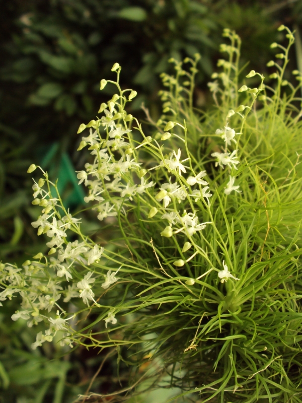 Phymatidium falcifolium