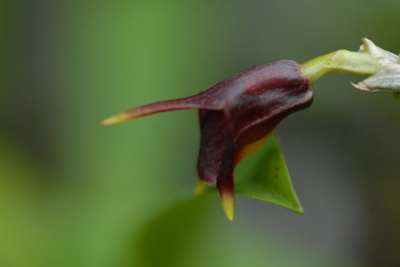 Masdevallia cuprea