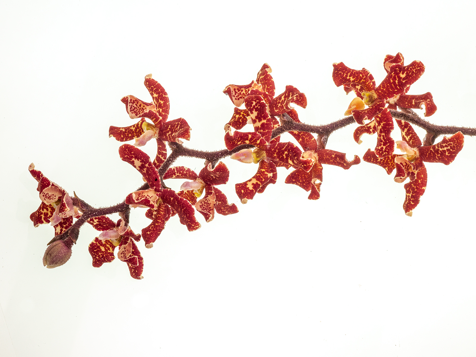 Dimorphorchis lowii