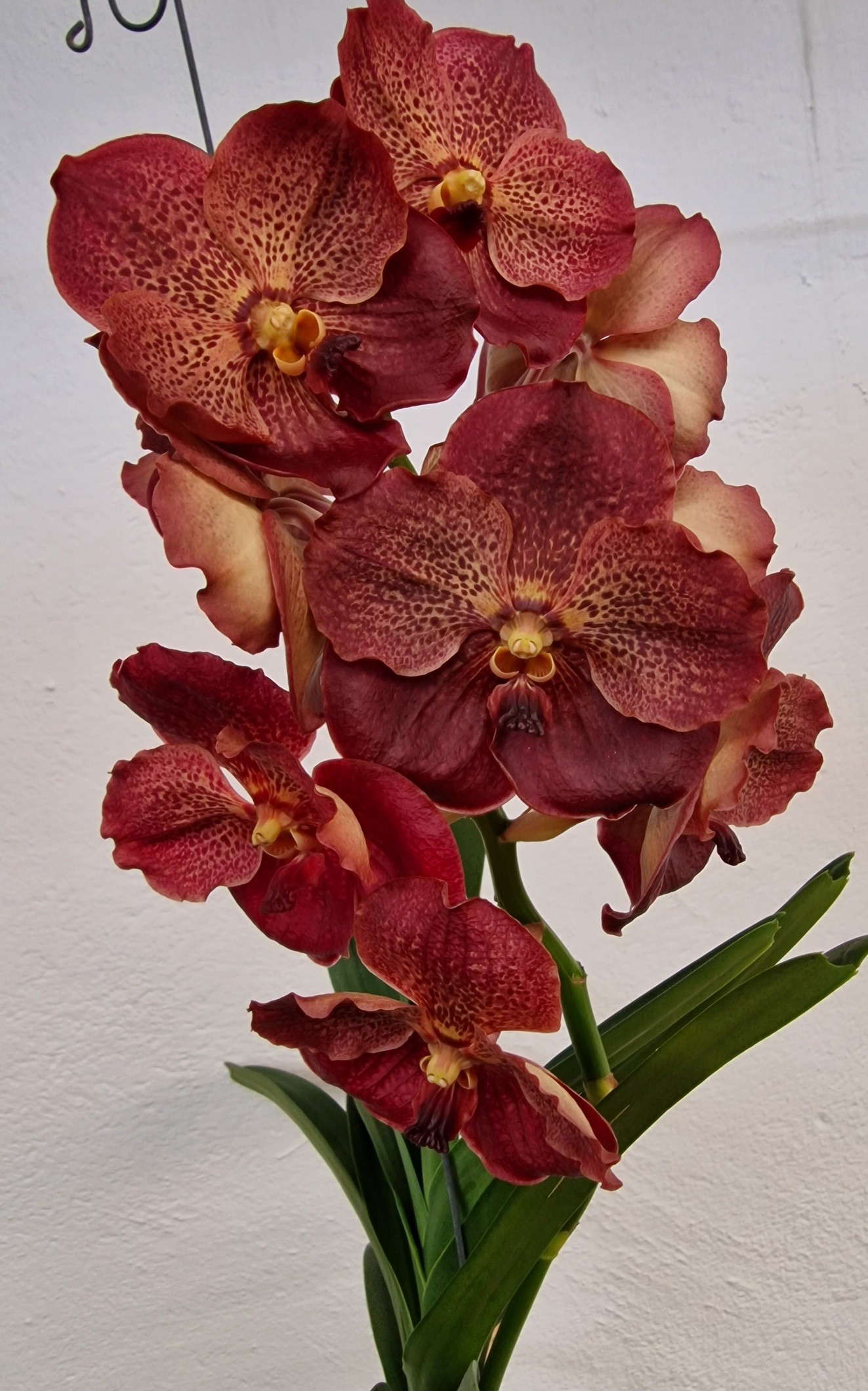 Vanda SUNANDA® Lava