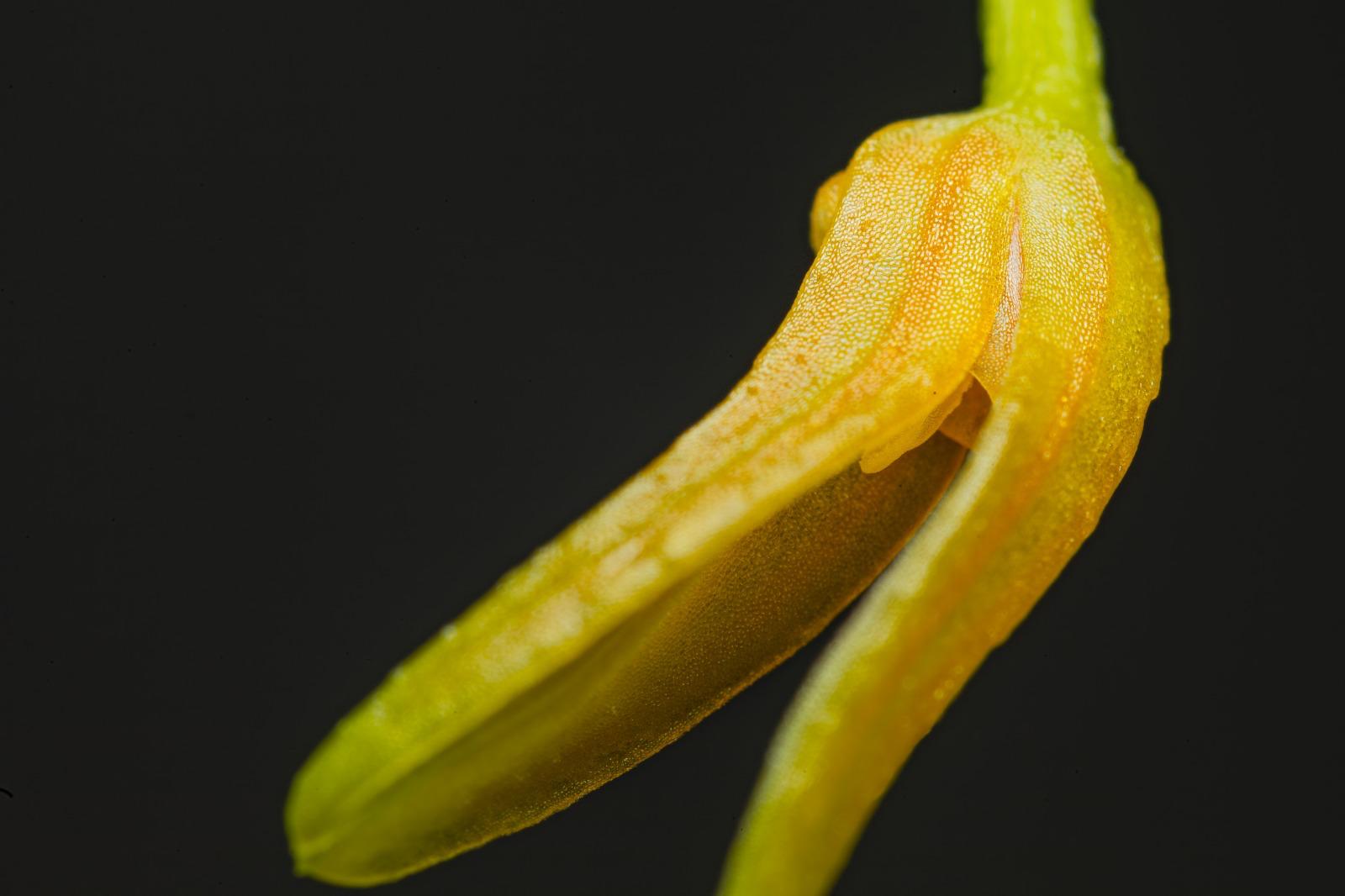 Pleurothallis corniculata