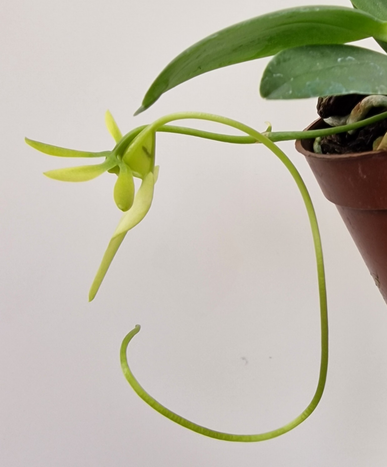 Neobathiea grandidieriana
