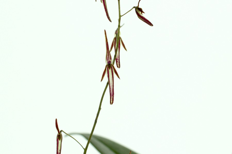Pleurothallis stricta (aufgebunden)