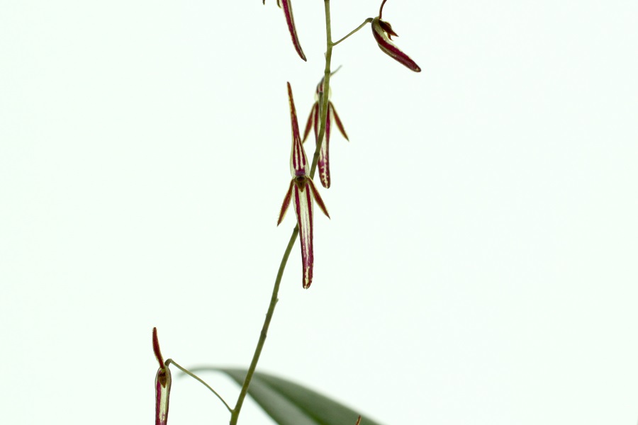 Pleurothallis stricta