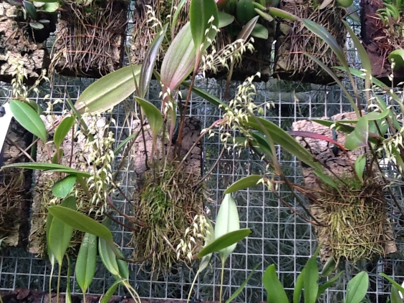 Pleurothallis angustilabia