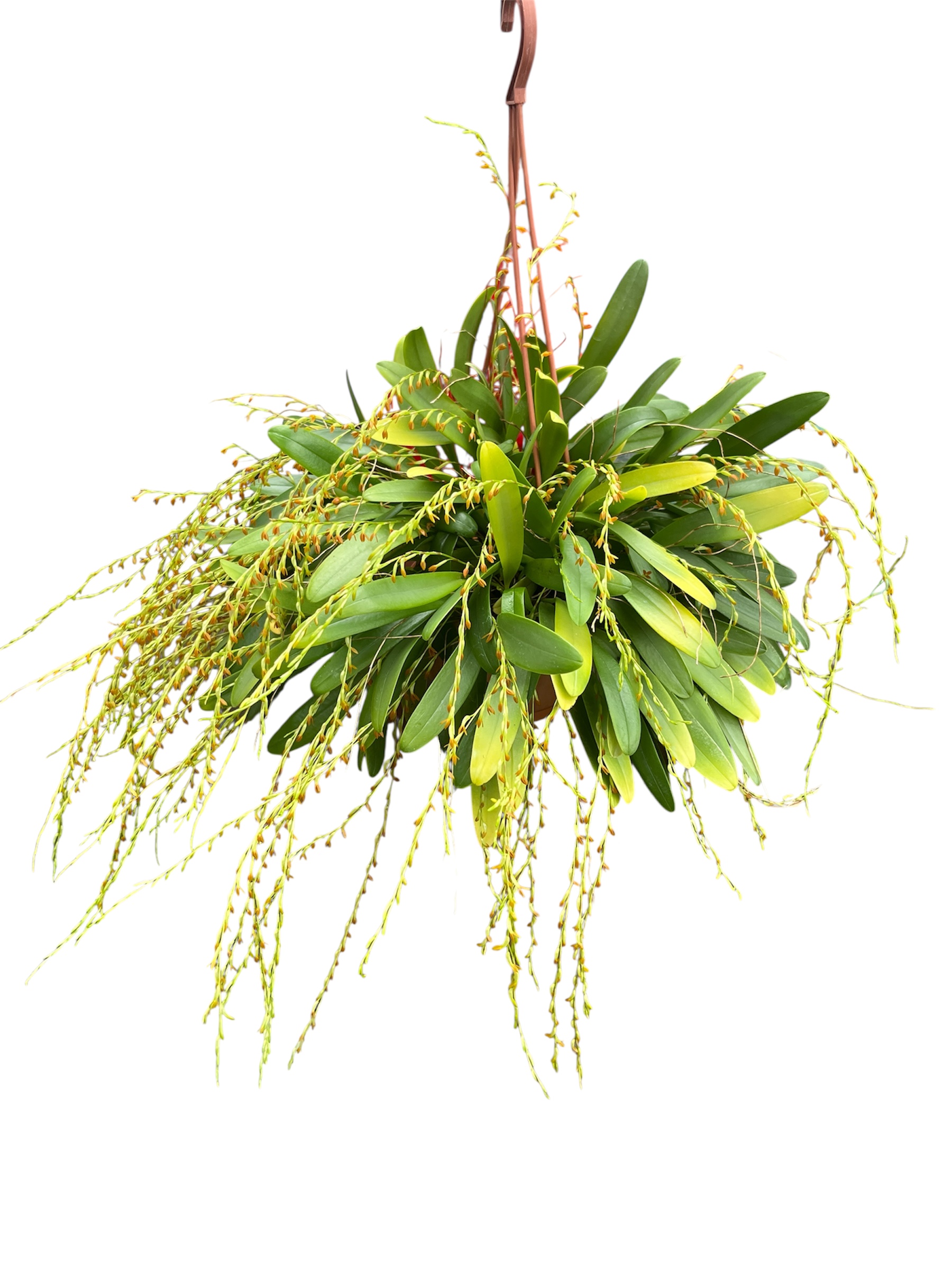 Physosiphon tubatus orange (Motherplant)