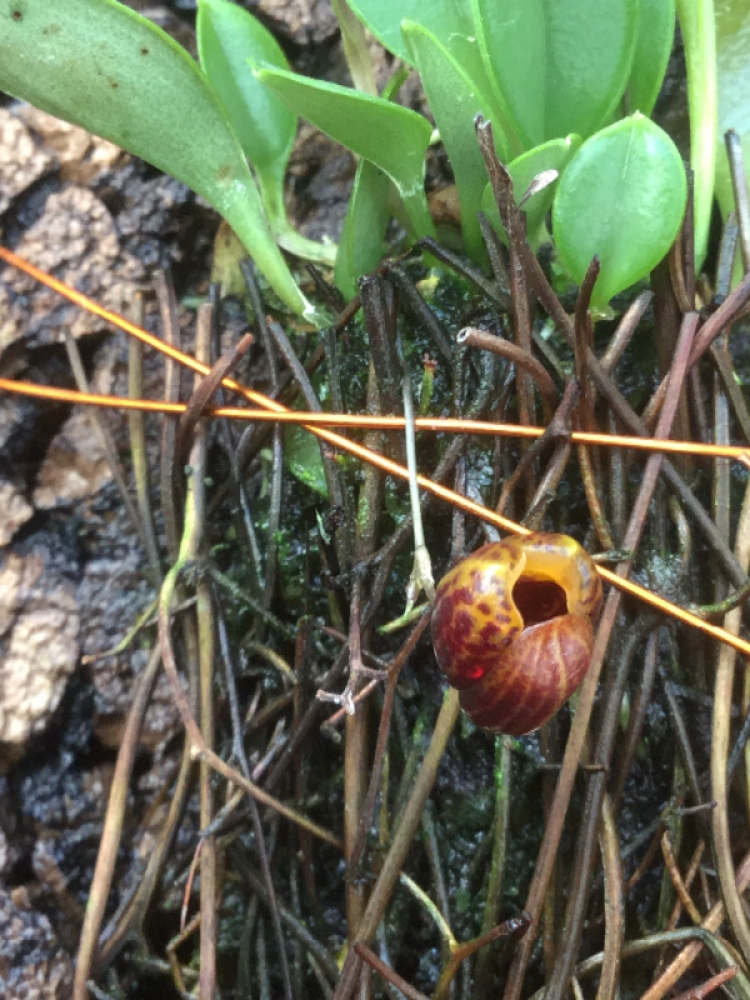 Scaphosepalum ovulare
