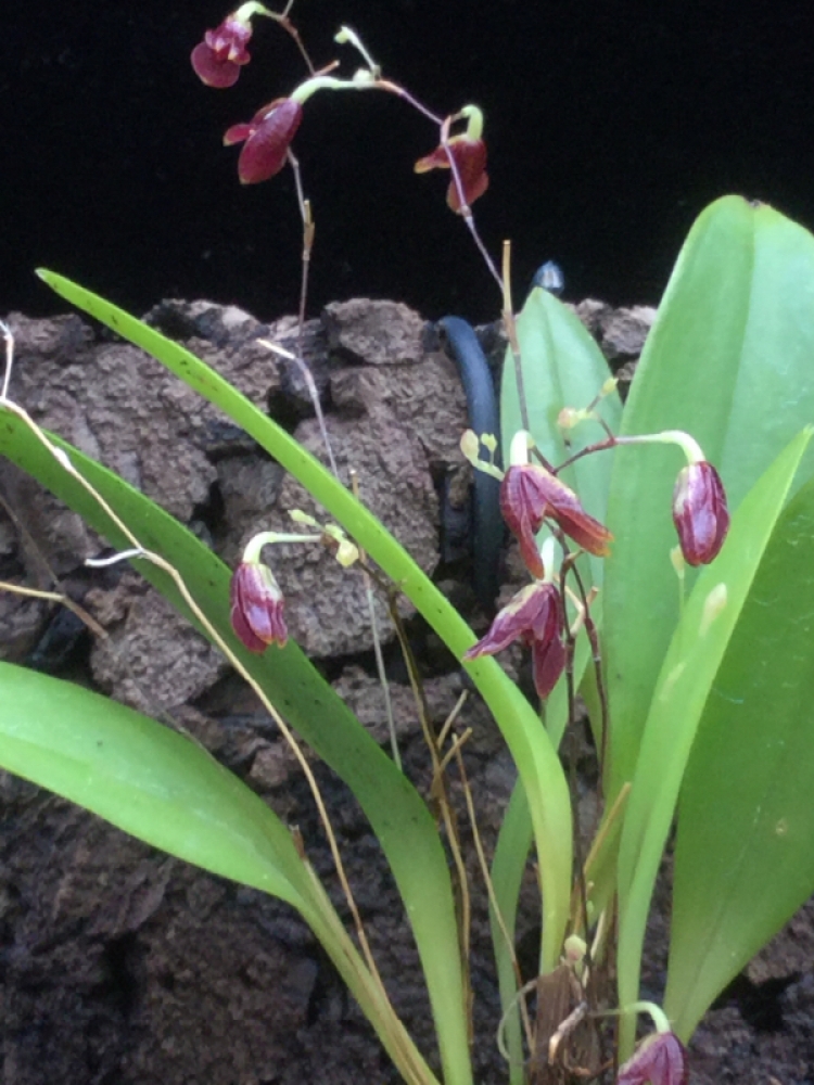 Pleurothallis fusca