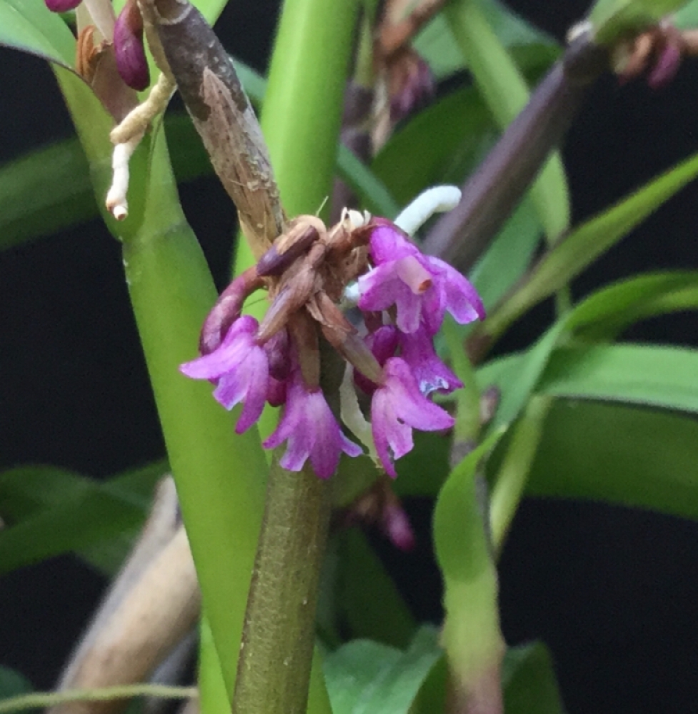 Scaphyglottis violacea