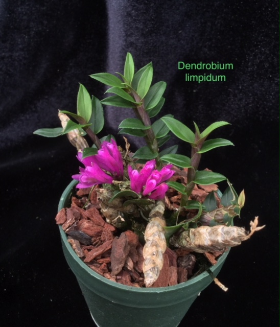 Dendrobium limpidum (potted)