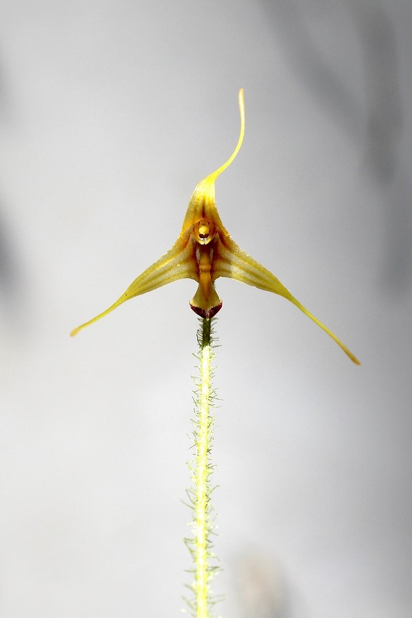Porroglossum echidna