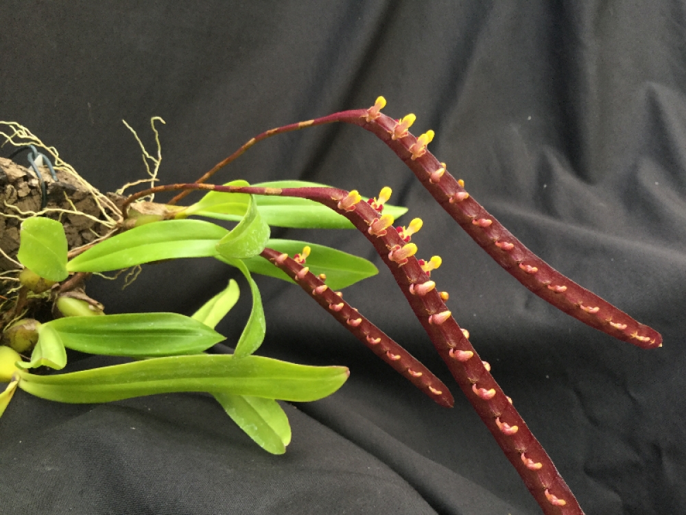 Bulbophyllum falcatum