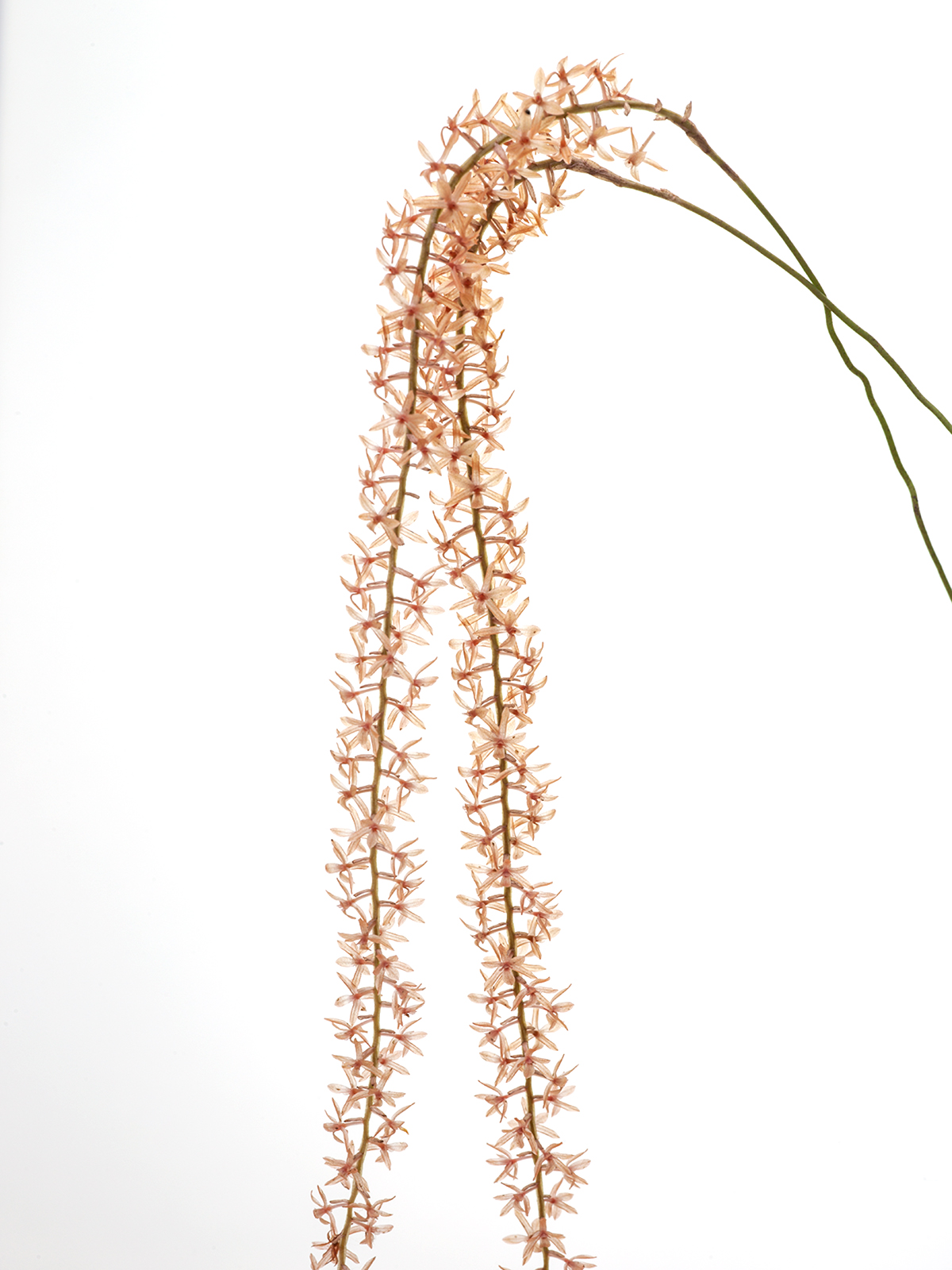 Dendrochilum convallariiforme